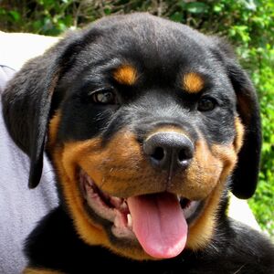 Fundraising Page: Veda Mundkur